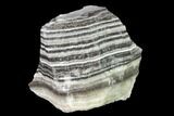 Free-Standing, Banded Zebra Calcite - Mexico #155767-1